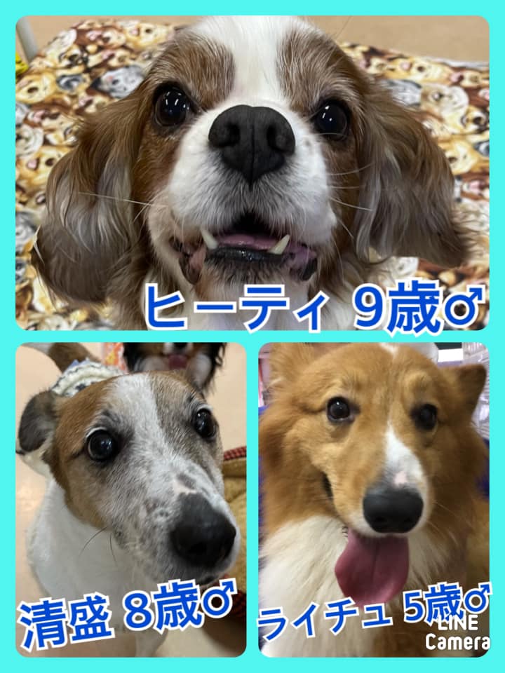 🐾今日の里親様募集中ワンコ🐶メンバーです🐾2021,2,16